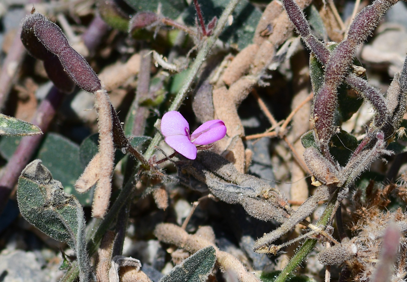 Image of Desmodium scorpiurus specimen.