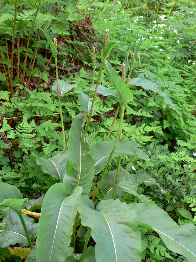 Изображение особи Bistorta officinalis.