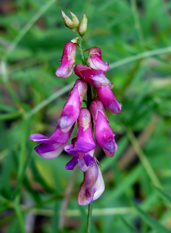 Image of Vicia megalotropis specimen.