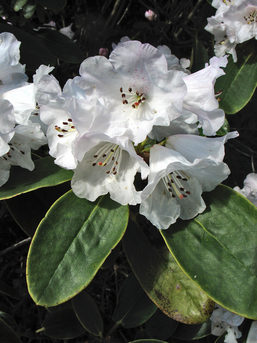 Изображение особи Rhododendron wallichii.