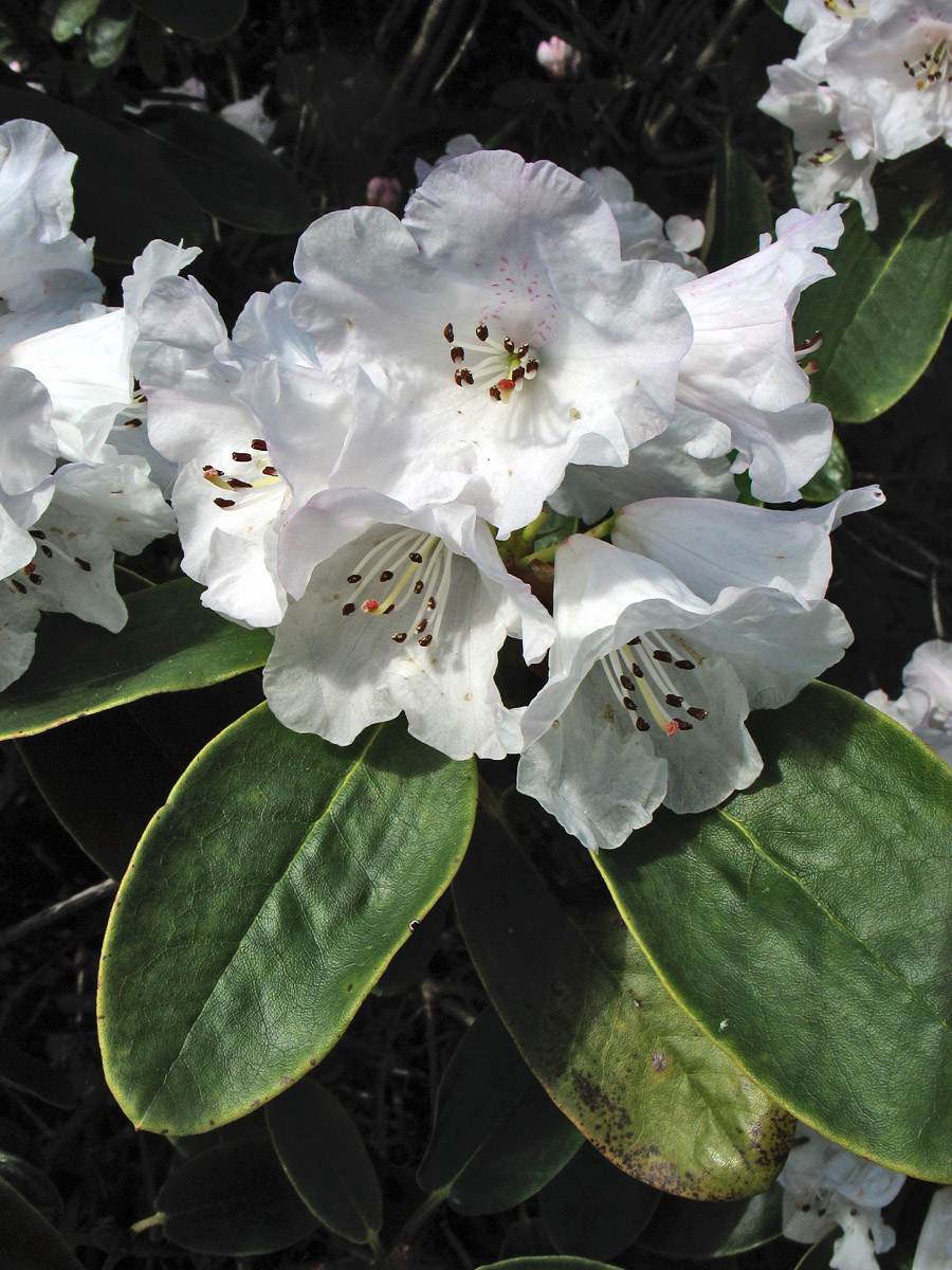 Image of Rhododendron wallichii specimen.