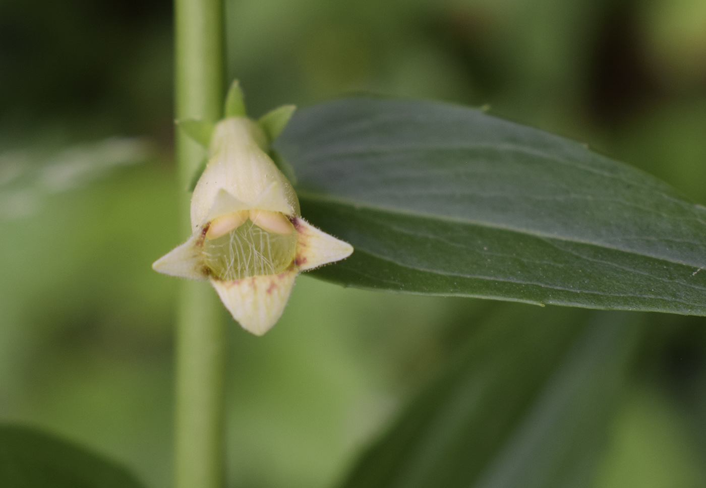 Image of Digitalis lutea specimen.