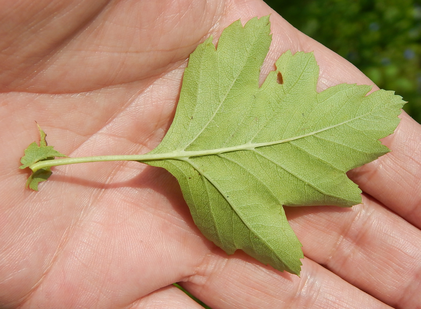 Изображение особи род Crataegus.