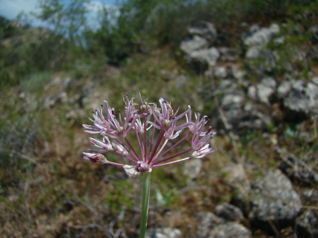 Image of Allium mogoltavicum specimen.