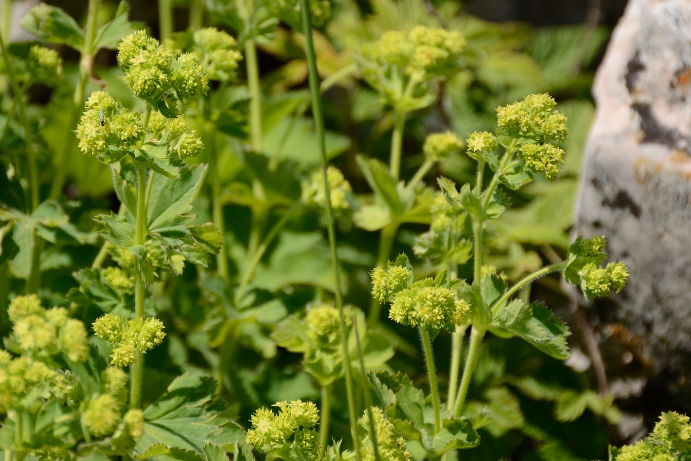 Изображение особи род Alchemilla.