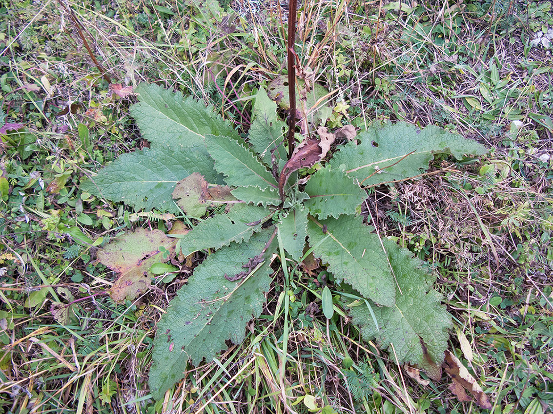 Image of Verbascum pyramidatum specimen.