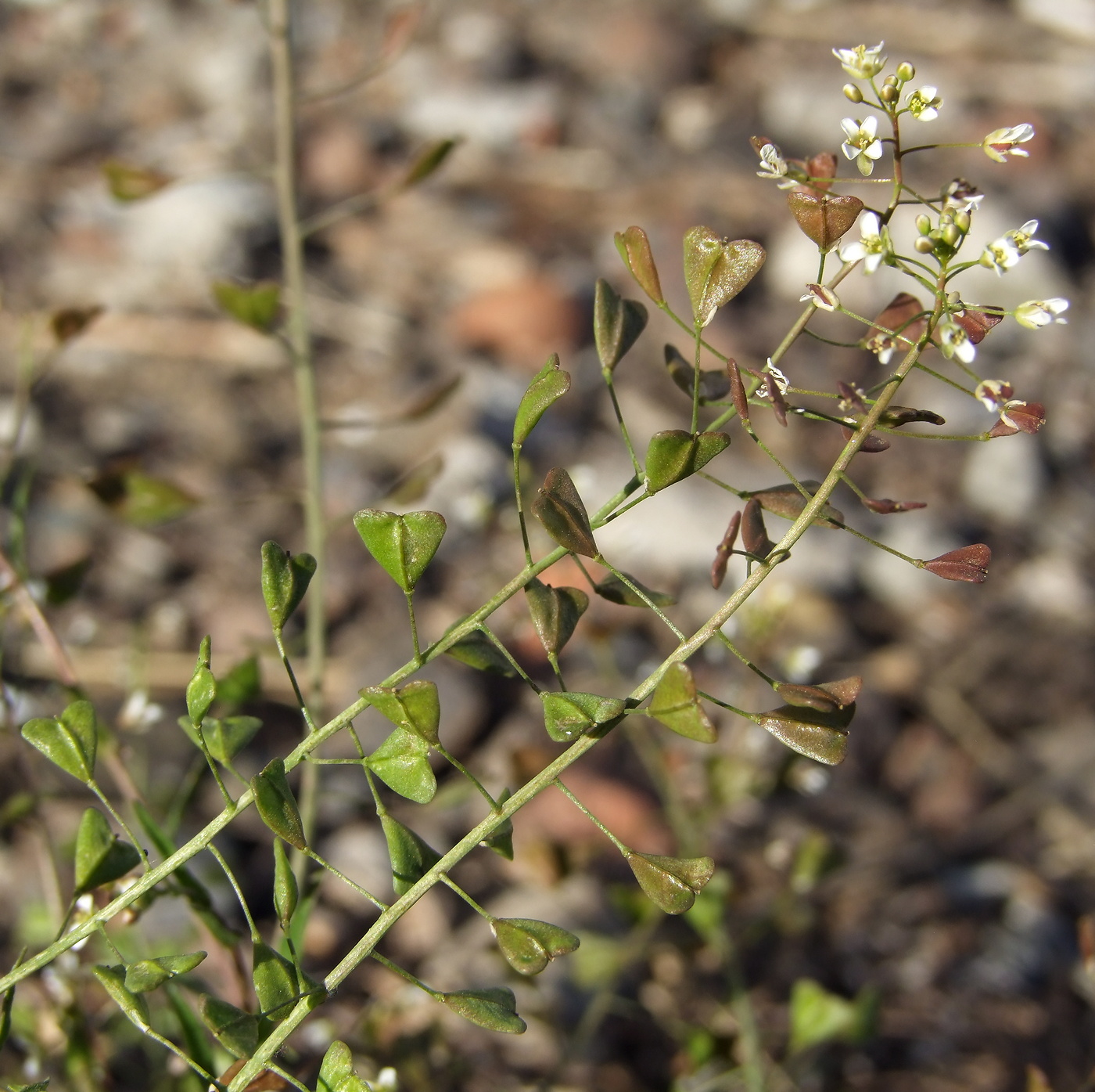 Изображение особи Capsella bursa-pastoris.