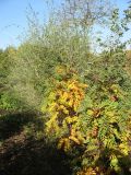 View full-size image Sorbus decora
