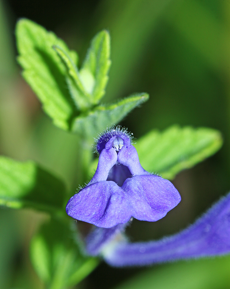 Изображение особи Scutellaria tuminensis.