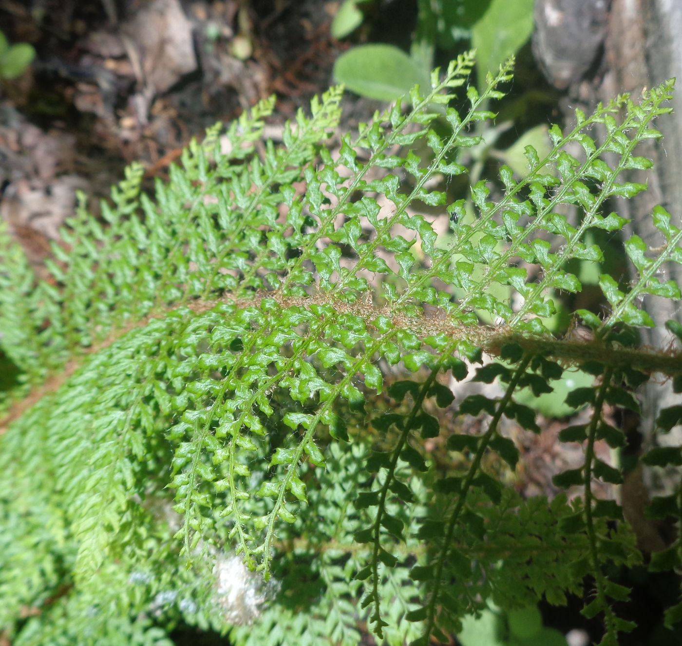 Image of Polystichum setiferum specimen.