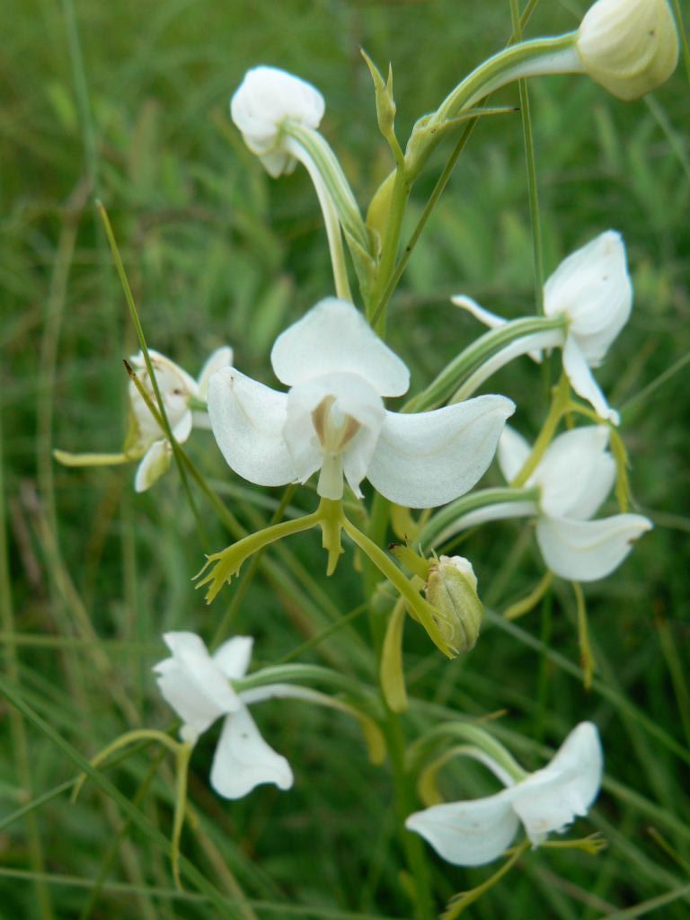 Image of Habenaria linearifolia specimen.