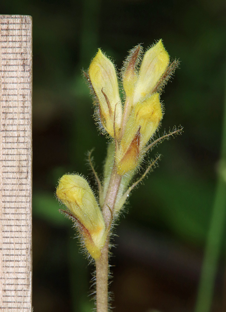 Изображение особи Orobanche crenata.