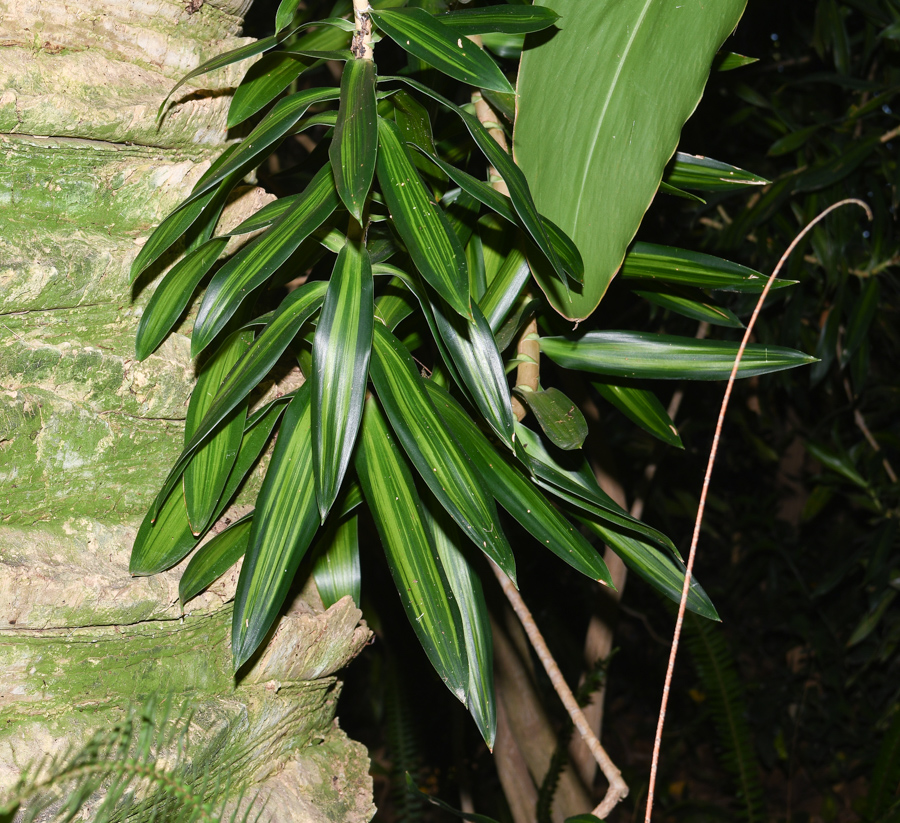 Image of Dracaena reflexa specimen.