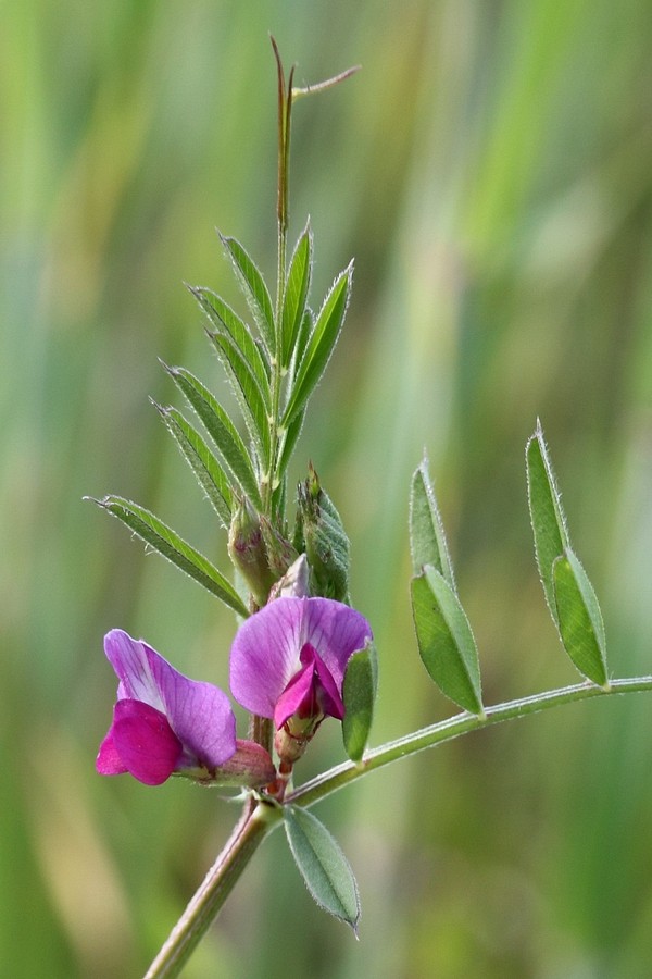 Image of Vicia angustifolia specimen.