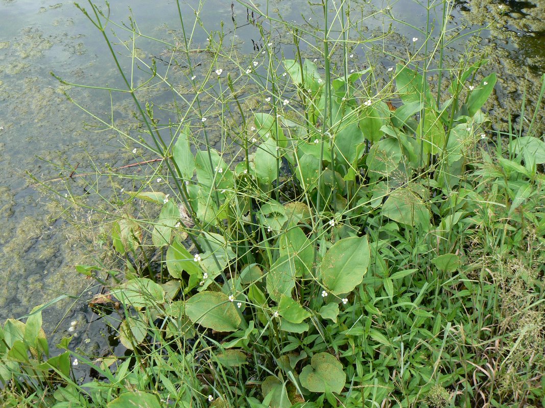 Image of Alisma orientale specimen.