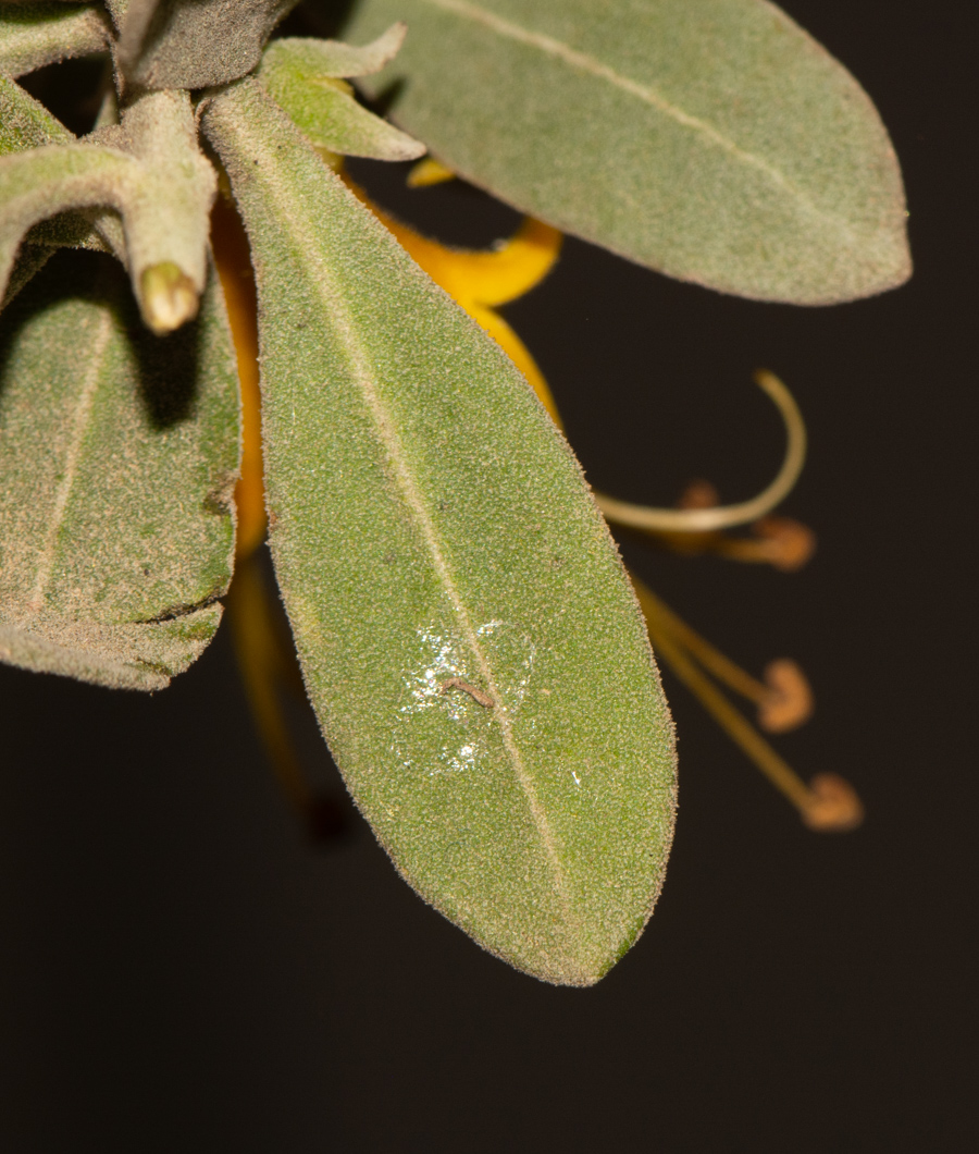 Изображение особи Eremophila glabra.