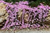 Drosanthemum floribundum