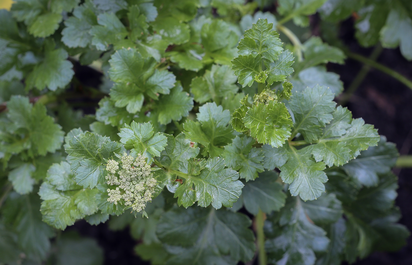 Image of familia Apiaceae specimen.