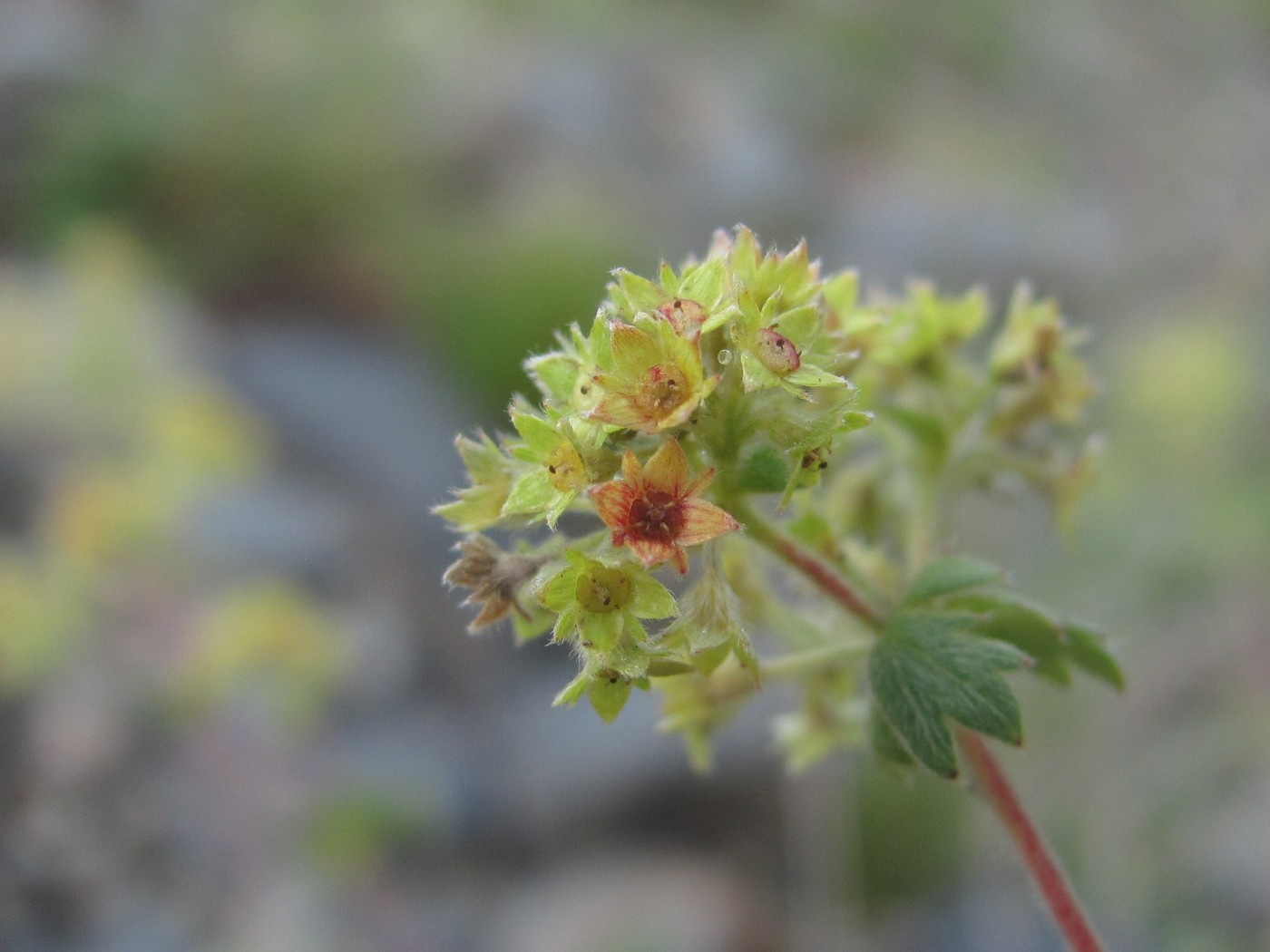 Image of Alchemilla bombycina specimen.