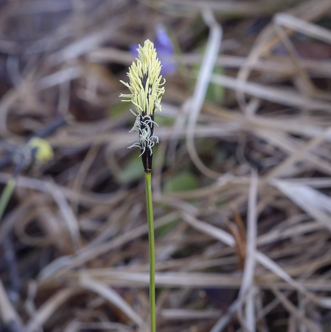 Изображение особи Carex ericetorum.