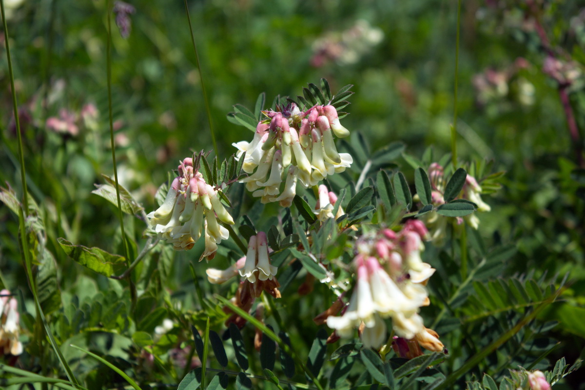 Image of Vicia abbreviata specimen.