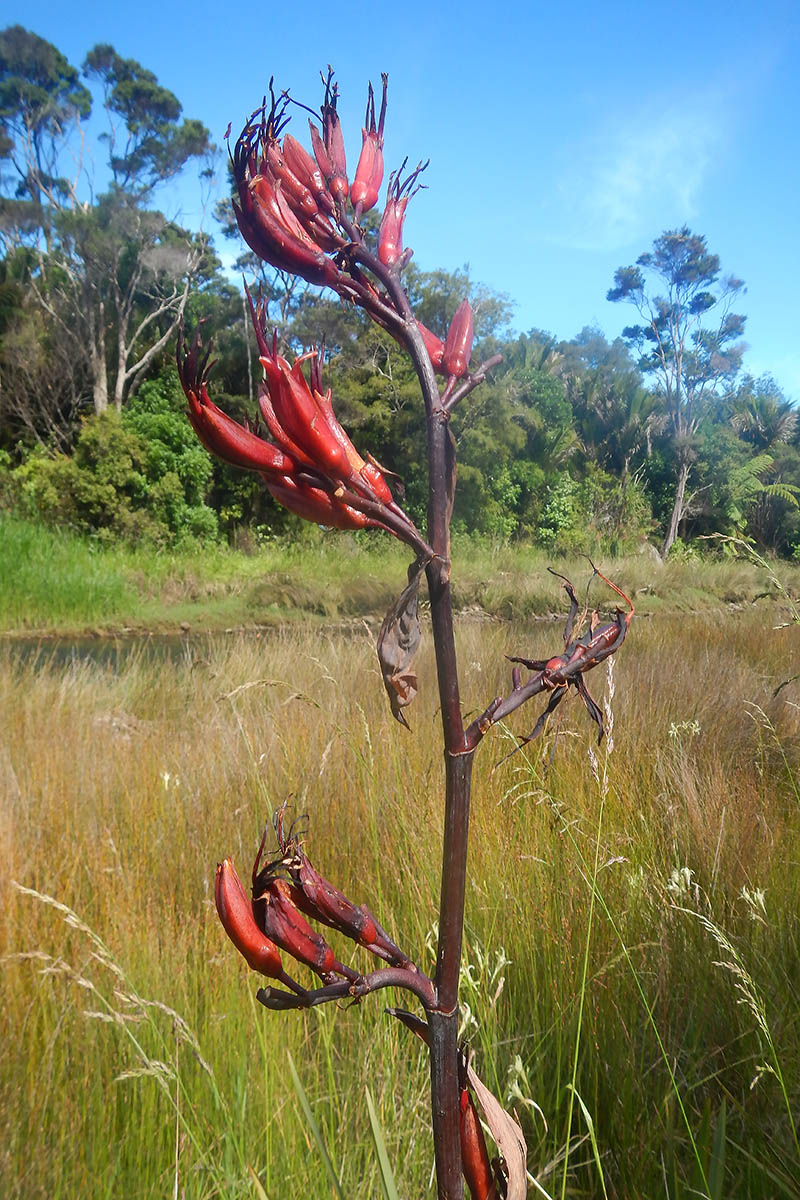 Image of Phormium tenax specimen.