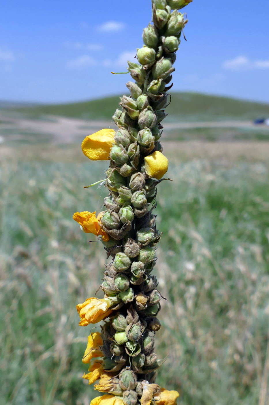 Image of Verbascum densiflorum specimen.