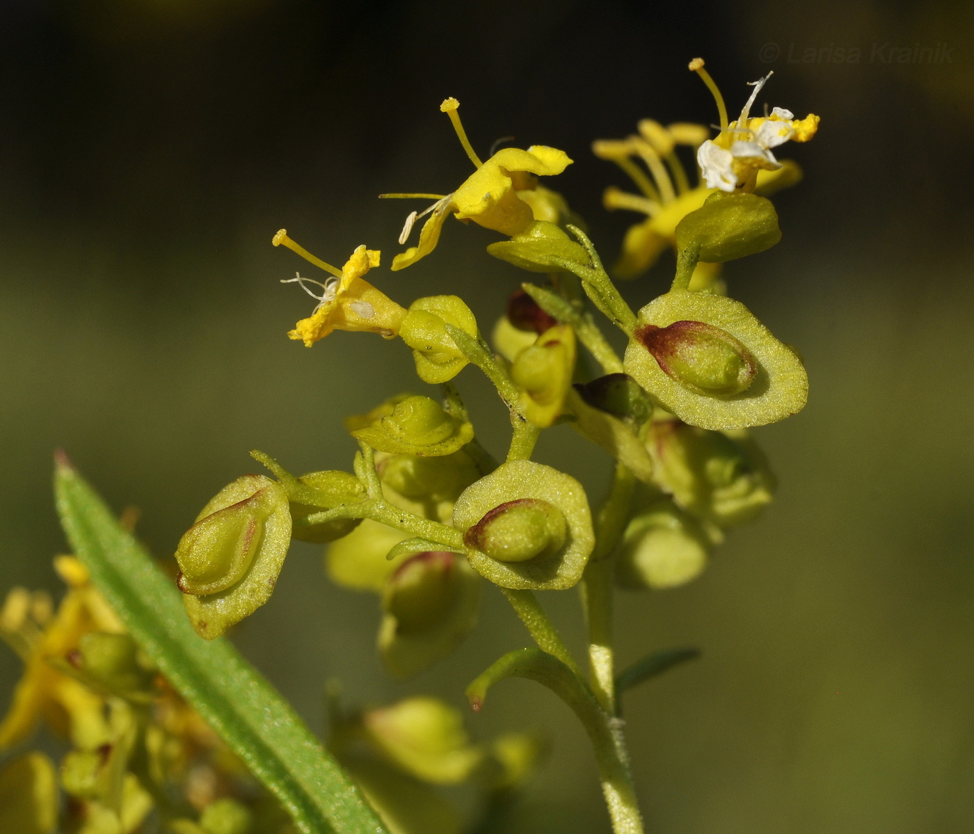 Изображение особи Patrinia rupestris.