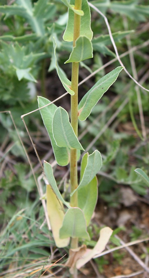 Image of Euphorbia agraria specimen.