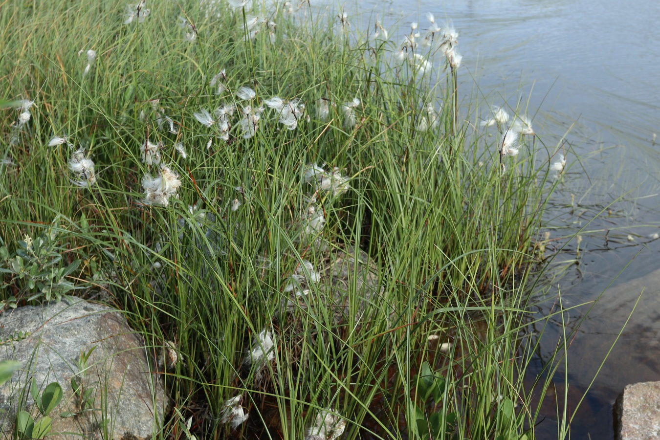 Изображение особи Eriophorum angustifolium.