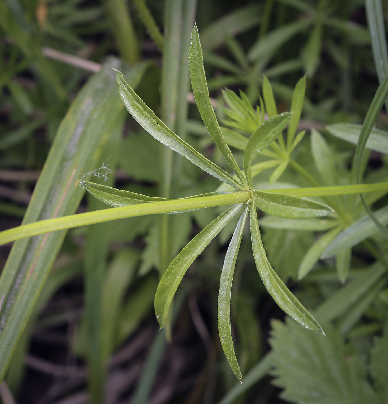 Image of Galium rivale specimen.