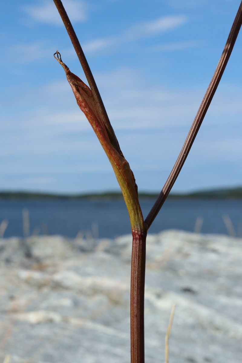 Image of Conioselinum tataricum specimen.