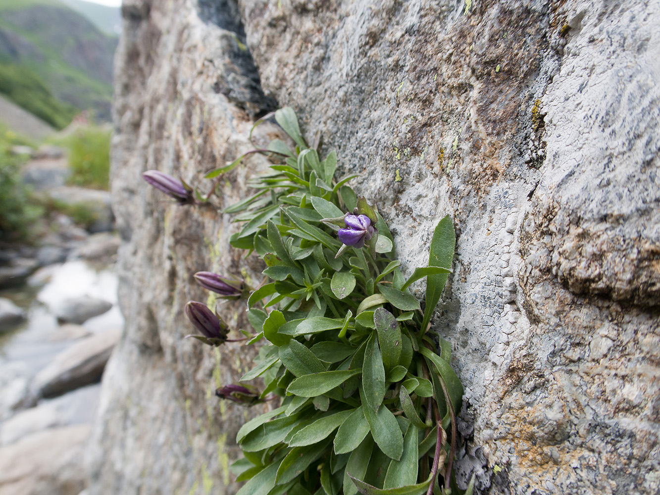 Image of Campanula bellidifolia specimen.