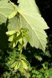 Acer ukurunduense