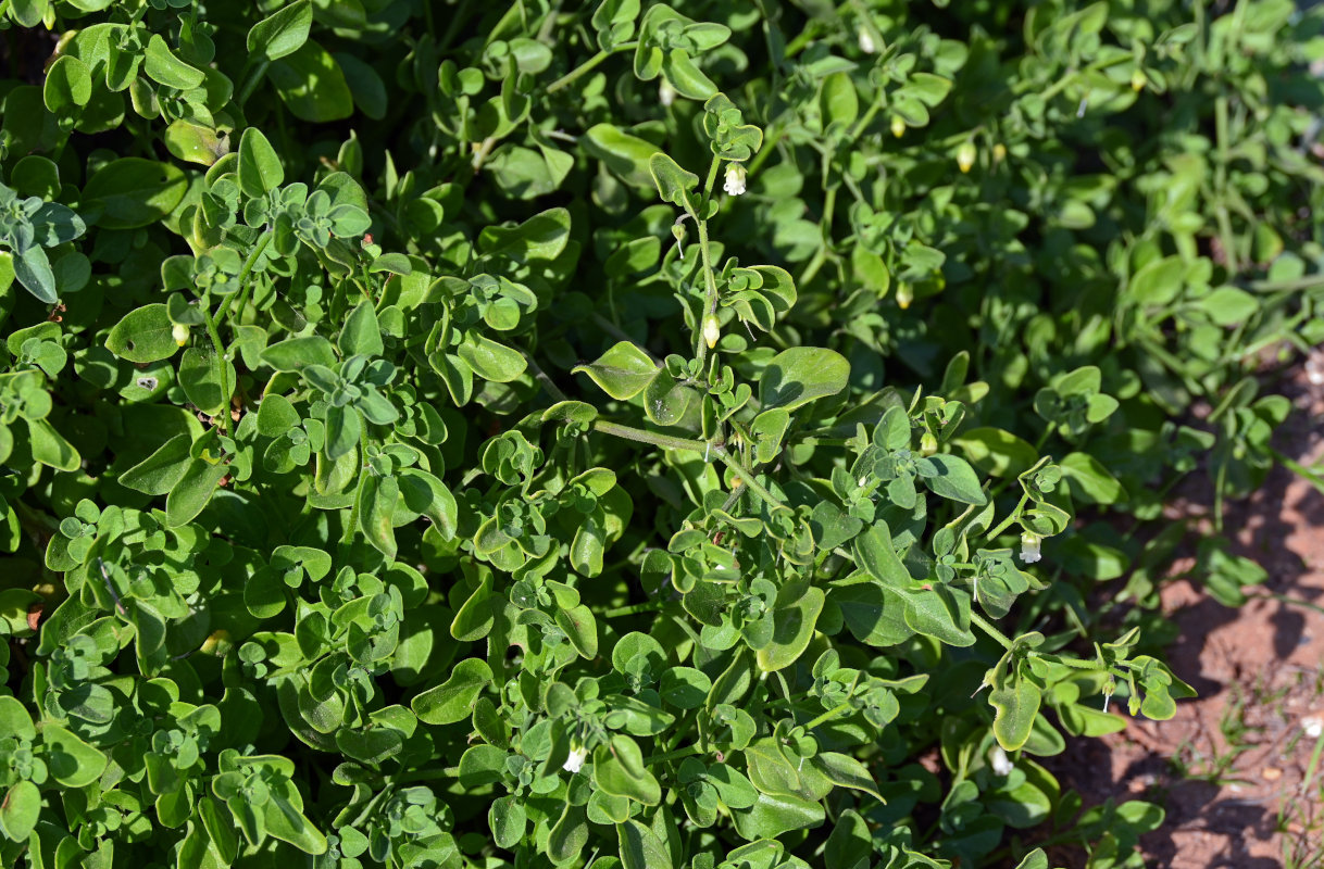 Image of Salpichroa origanifolia specimen.