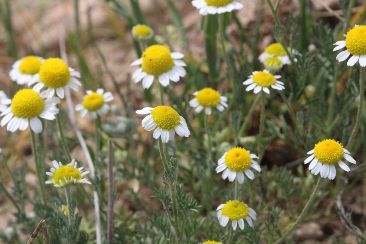 Изображение особи семейство Asteraceae.