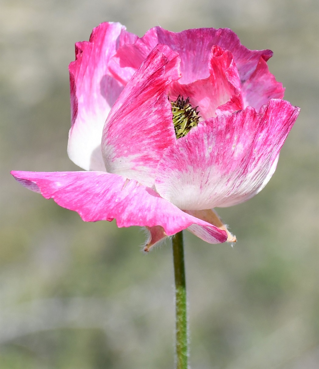 Image of Ranunculus asiaticus specimen.