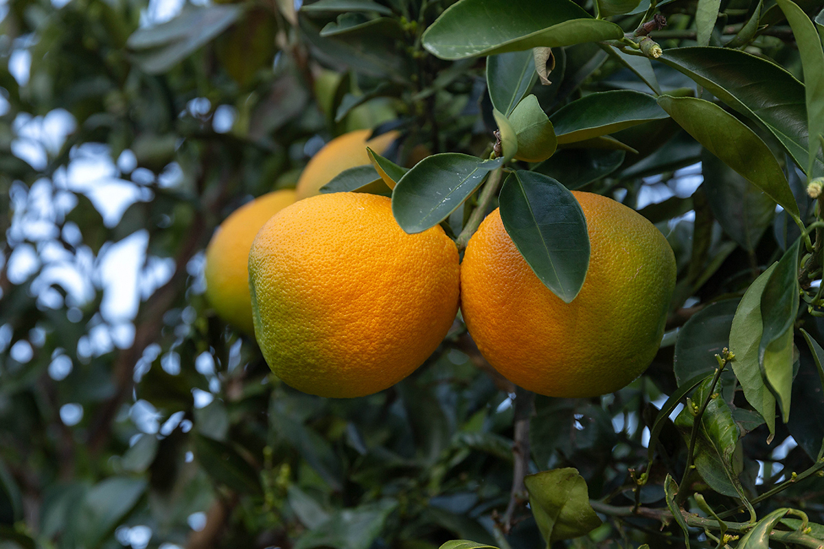 Image of Citrus sinensis specimen.