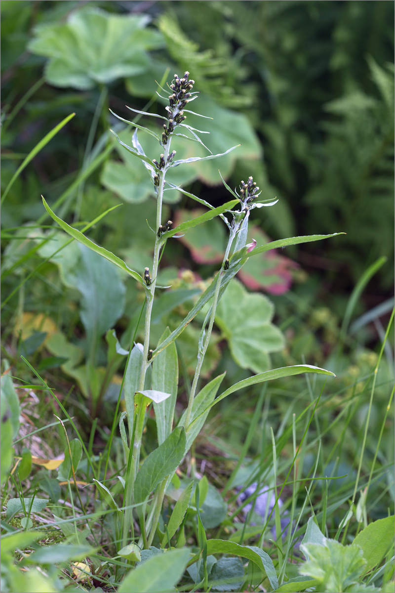 Изображение особи Omalotheca norvegica.