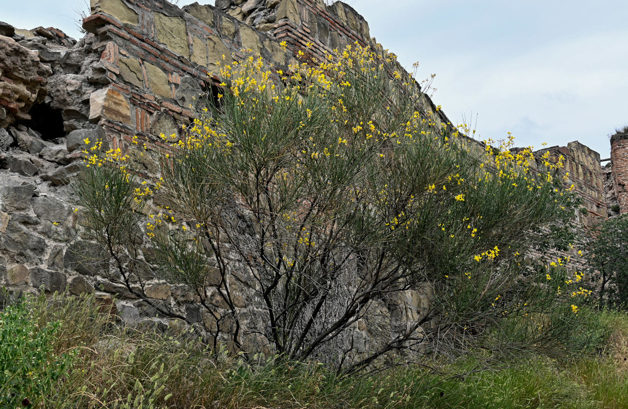 Image of Spartium junceum specimen.