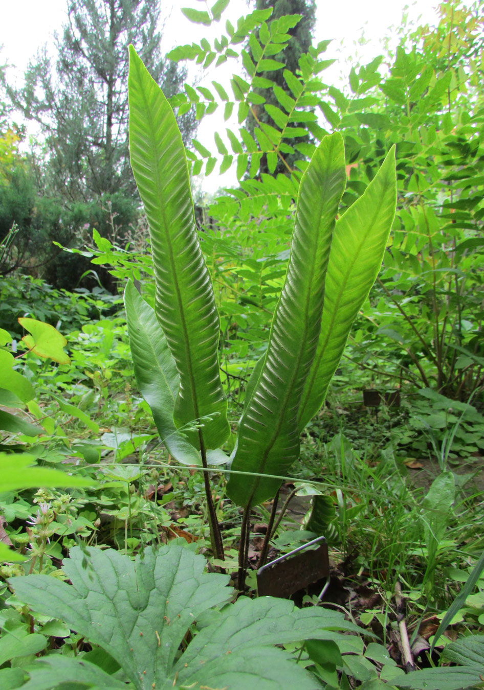 Image of Phyllitis japonica specimen.