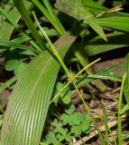 Kyllinga brevifolia. Верхушка побега с соцветием (лист - Crinum asiaticum). Чили, обл. Valparaiso, провинция Isla de Pascua, г. Hanga Roa, обочина дороги. 10.03.2023.