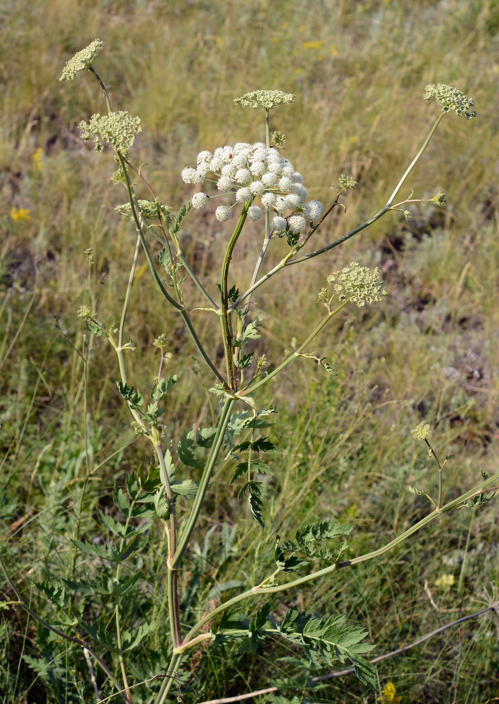 Image of Seseli libanotis specimen.