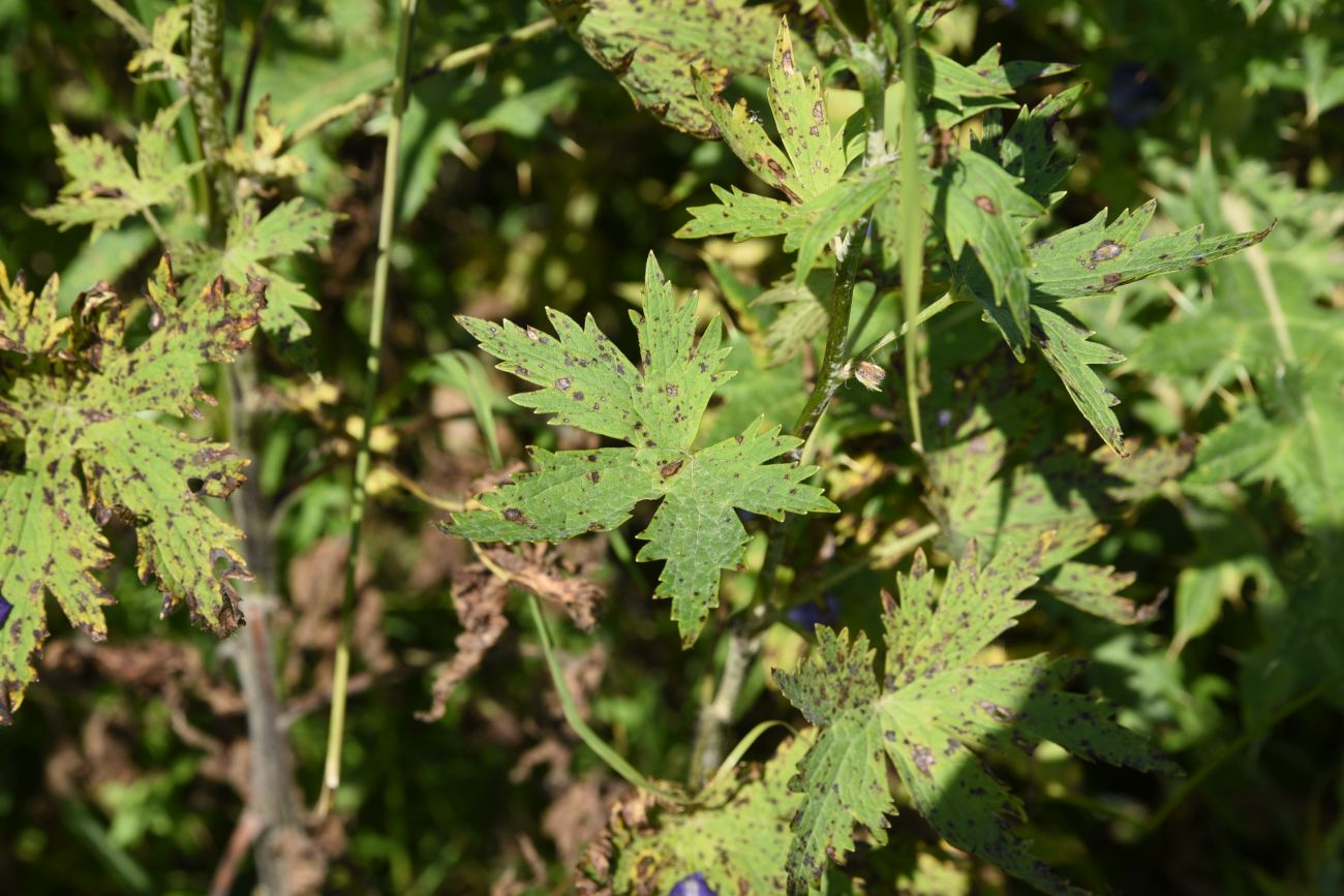 Image of genus Delphinium specimen.