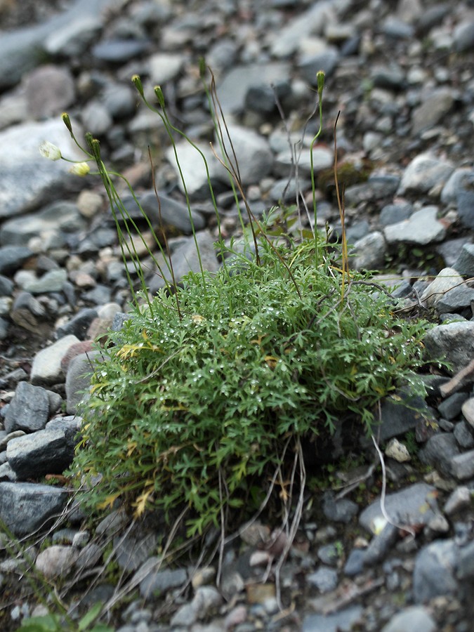 Image of Papaver tolmachevii specimen.