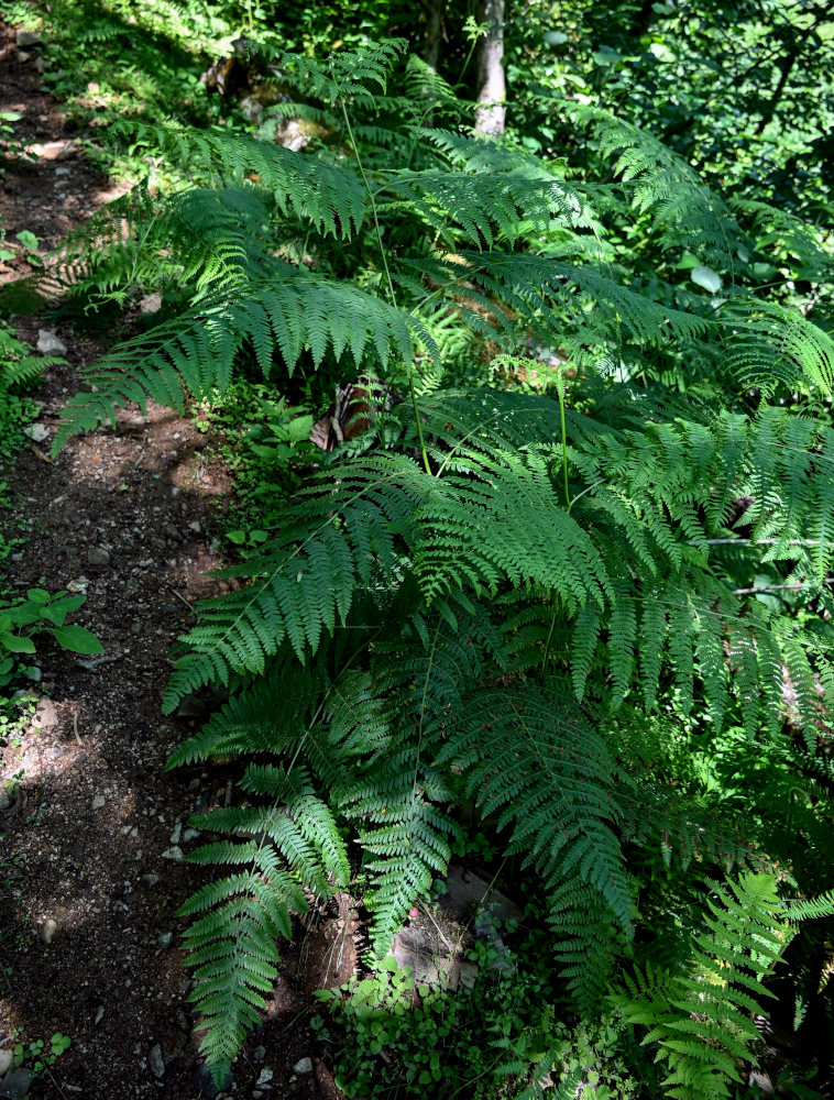 Image of Pteridium tauricum specimen.