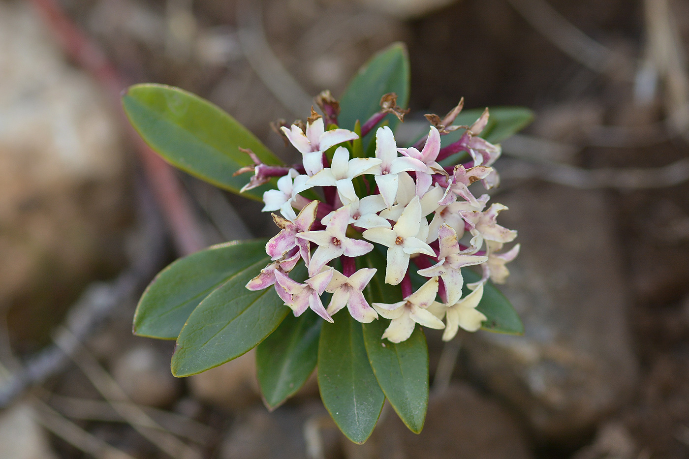 Image of Daphne glomerata specimen.