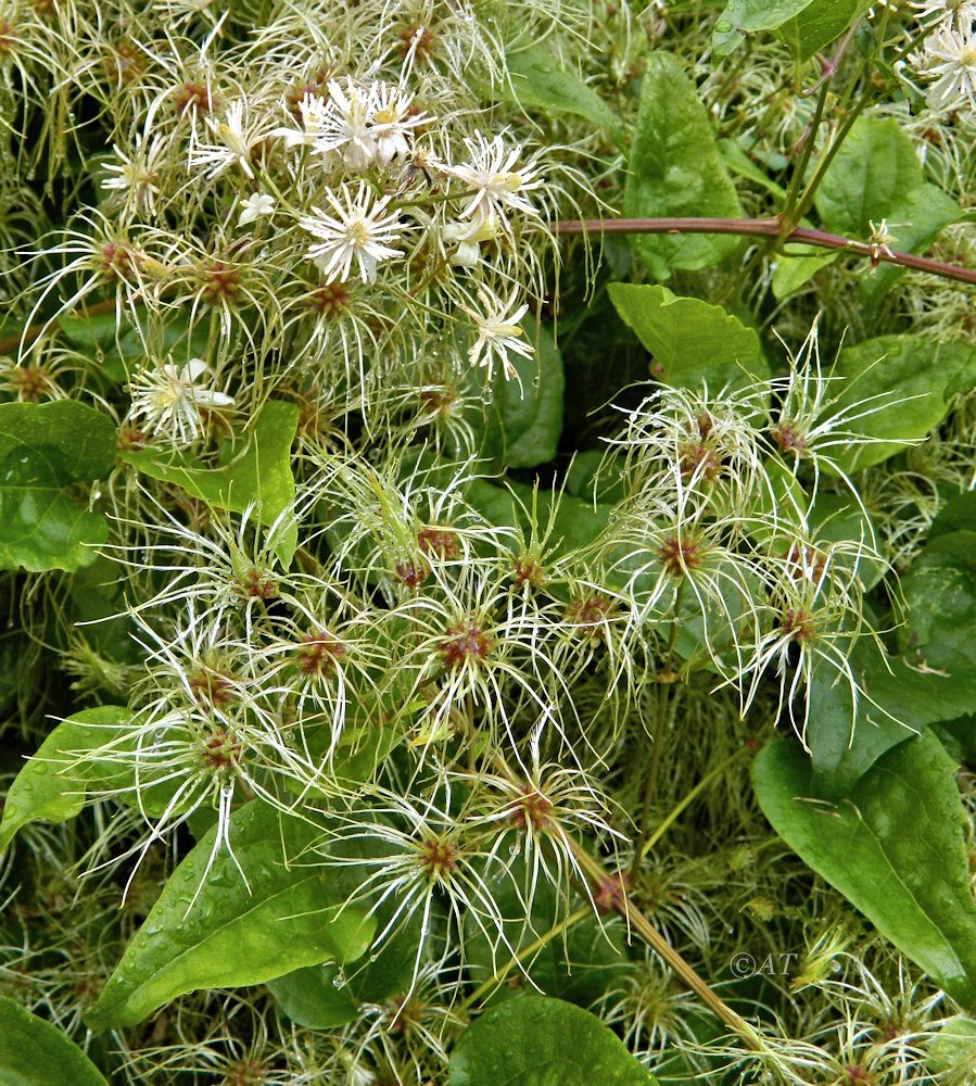 Изображение особи род Clematis.