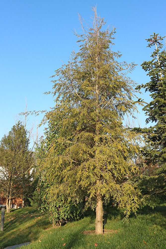 Image of Tsuga canadensis specimen.