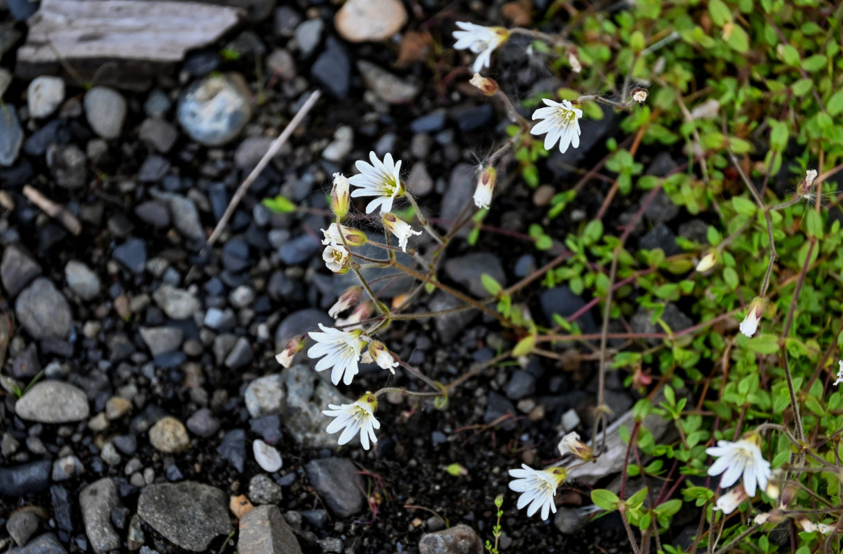 Изображение особи Cerastium regelii.